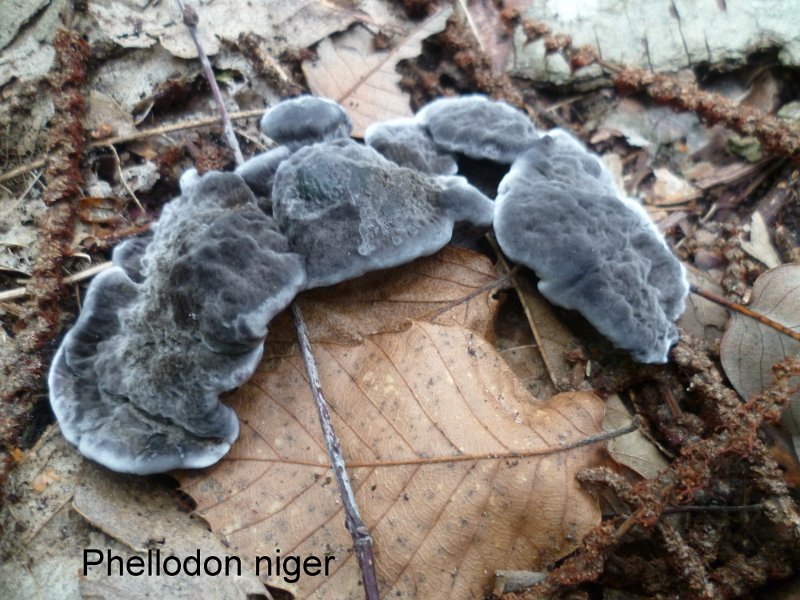 Phellodon niger-amf909.jpg - Phellodon niger ; Syn1: Hydnellum nigrum ; Syn2: Hydnum melilotinum ; Nom français: Hydne noir